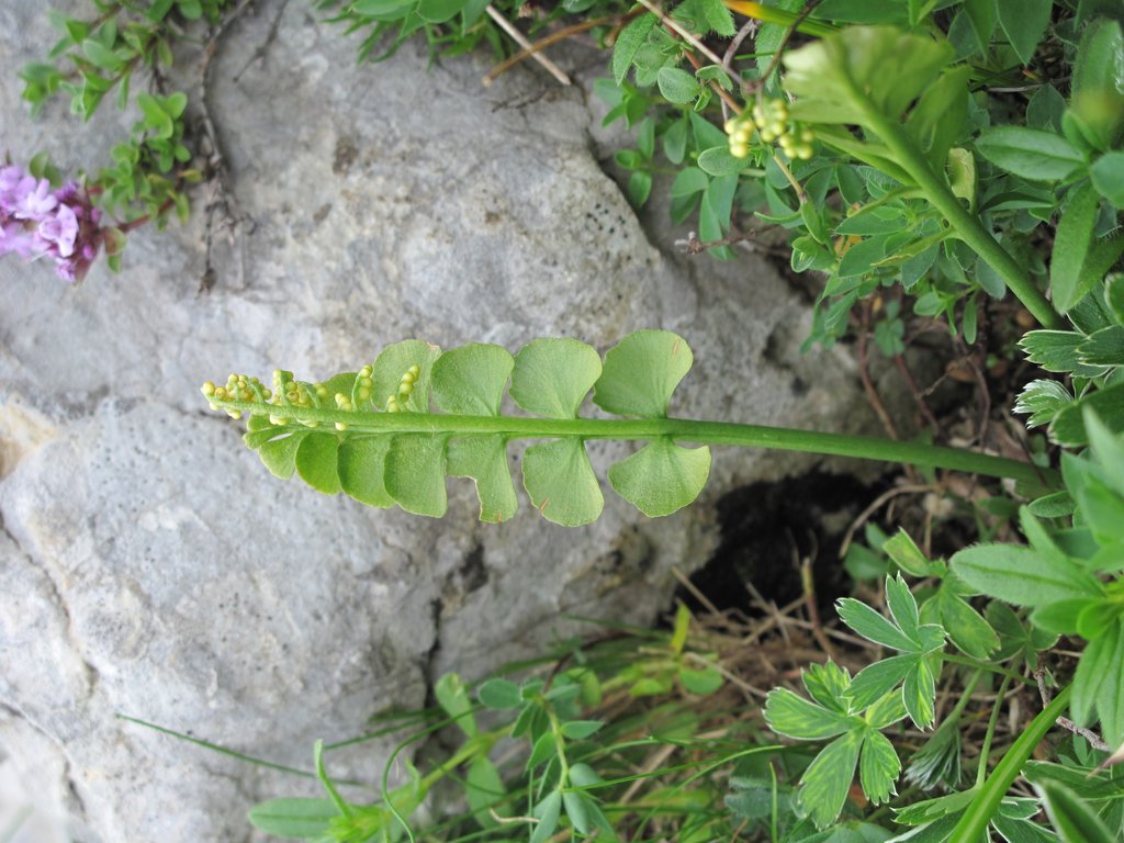 Botrychium lunaria